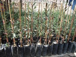 Brotes de Semillas - AUNATURA LAND, S.A.